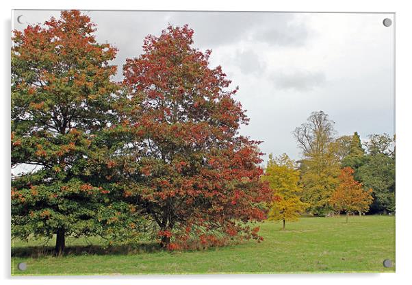 Autumn Trees Acrylic by Tony Murtagh