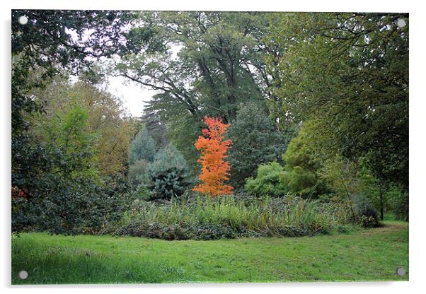 Autumn Colours Acrylic by Tony Murtagh