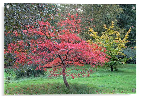 Autumn Red Acrylic by Tony Murtagh