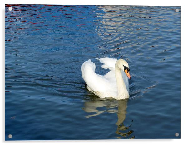 Mute Swan Acrylic by Tony Murtagh