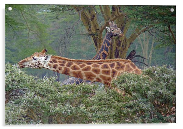 Giraffe Couple Acrylic by Tony Murtagh
