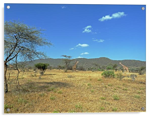 Giraffes in Samburu National Reserve Acrylic by Tony Murtagh
