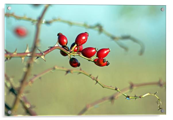 Wild Rose Hips Acrylic by Tony Murtagh