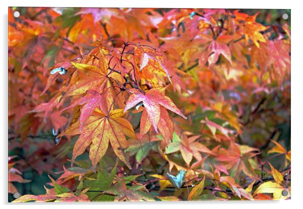 Autumn Leaves Acrylic by Tony Murtagh