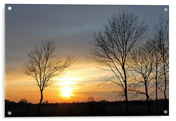 Trees at Sunset Acrylic by Tony Murtagh