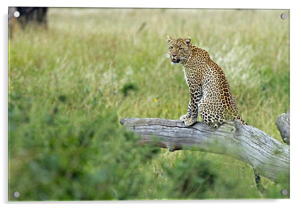 Leopard In Serengeti Acrylic by Tony Murtagh