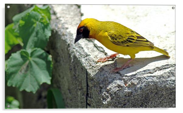 Vitelline masked weaver Acrylic by Tony Murtagh