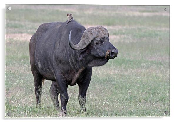 Cape Buffalo with Ox Peckers Acrylic by Tony Murtagh