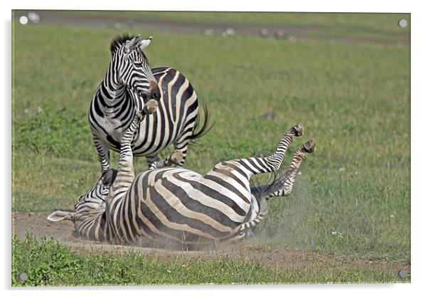 Zebra dust bath Acrylic by Tony Murtagh