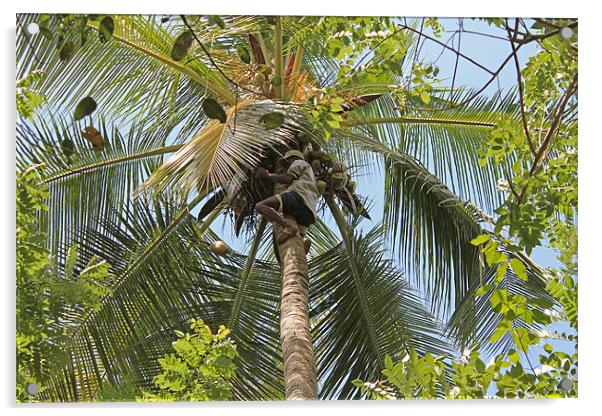 Collecting Coconuts Acrylic by Tony Murtagh