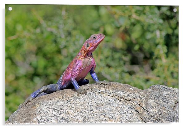 Agama lizard Acrylic by Tony Murtagh