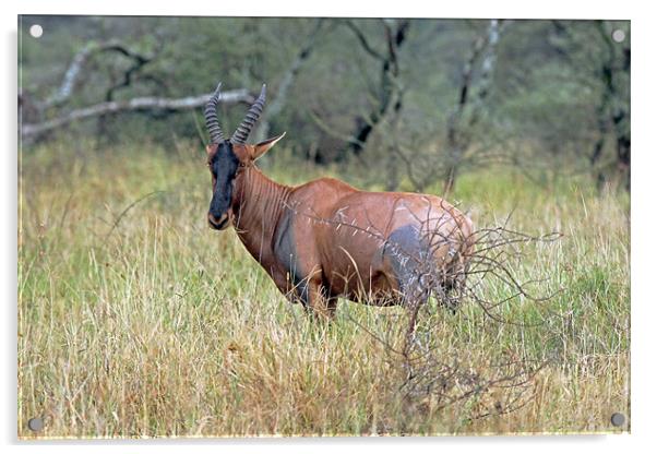 Topi antelope Acrylic by Tony Murtagh