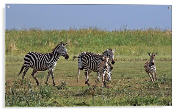 Zebra Family Acrylic by Tony Murtagh
