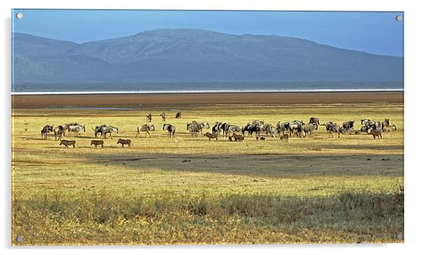 Wildebeest on Lake Manyara Acrylic by Tony Murtagh
