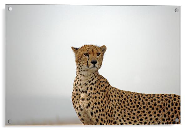 Cheetah in Serengeti. Acrylic by Tony Murtagh