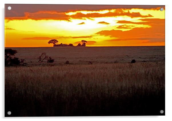 Serengeti Dawn Acrylic by Tony Murtagh
