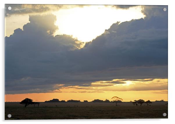 Early Morning on the Serengeti Acrylic by Tony Murtagh