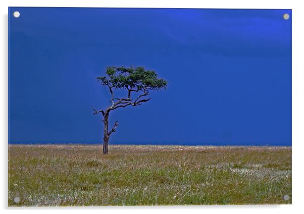 Tree on Serengeti Acrylic by Tony Murtagh