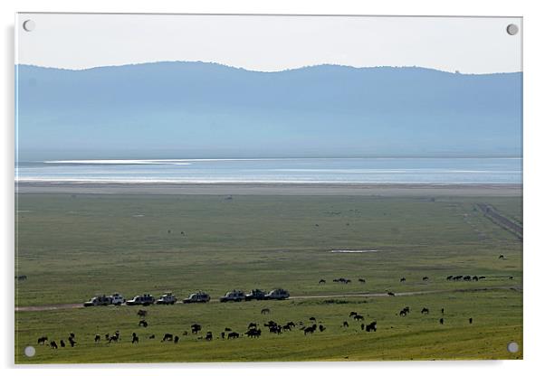 Wildebeest in Ngorongoro Crater Acrylic by Tony Murtagh