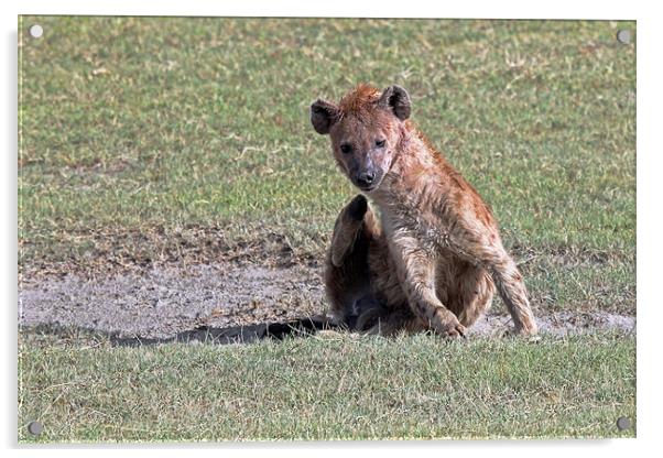 Hyena Acrylic by Tony Murtagh