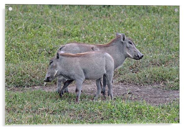 Warthog Acrylic by Tony Murtagh