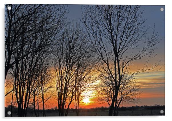 Trees at sunset Acrylic by Tony Murtagh