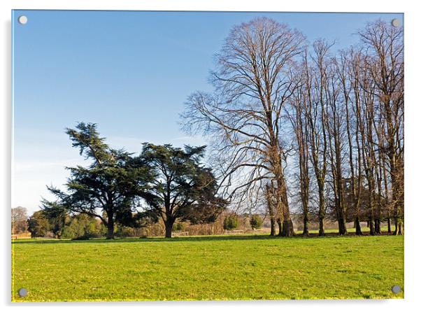 Tree Line Acrylic by Tony Murtagh