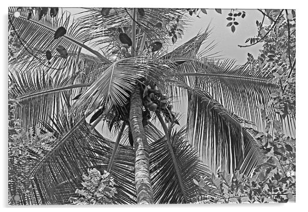Coconut Palm Acrylic by Tony Murtagh