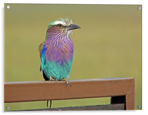 Lilac breasted roller Acrylic by Tony Murtagh