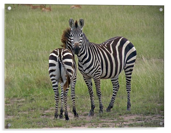 Pair of zebra Acrylic by Tony Murtagh