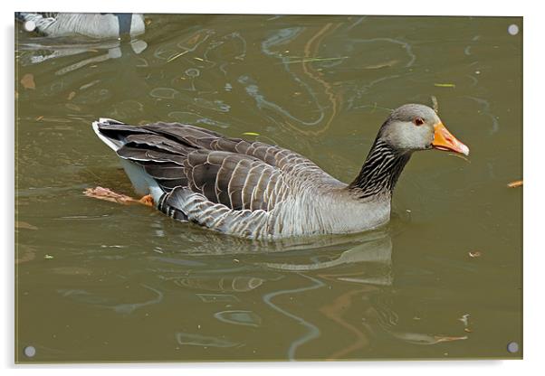 Greylag Goose Acrylic by Tony Murtagh