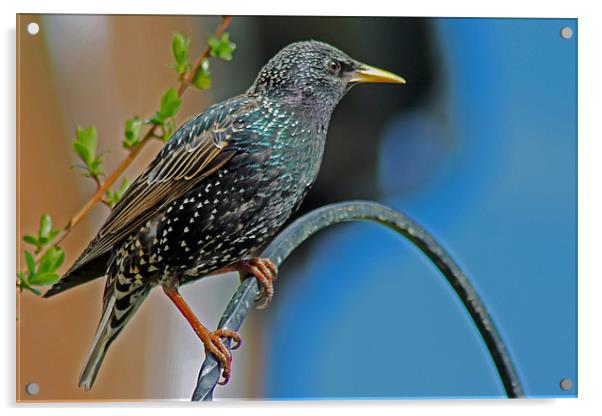Starling Perched In Garden Acrylic by Tony Murtagh