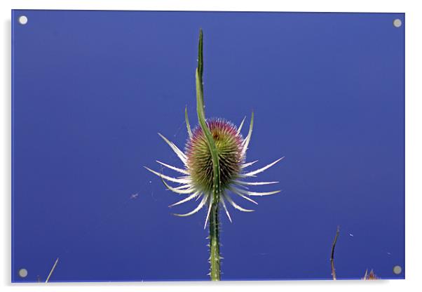 A single teasel Acrylic by Tony Murtagh