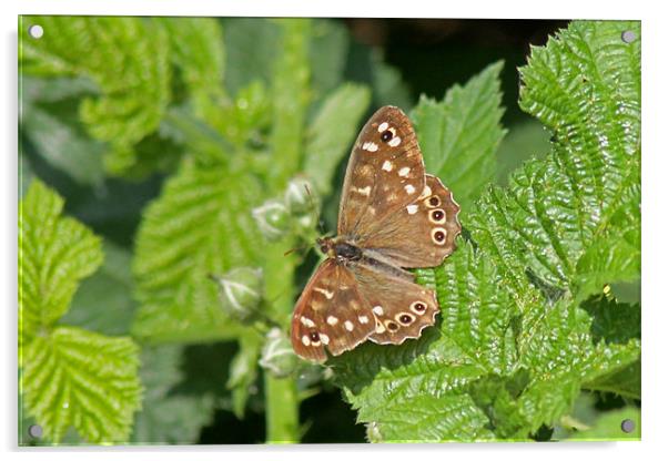 Speckled Wood Butterfly Acrylic by Tony Murtagh