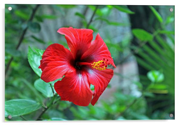 Red Hibiscus Acrylic by Tony Murtagh