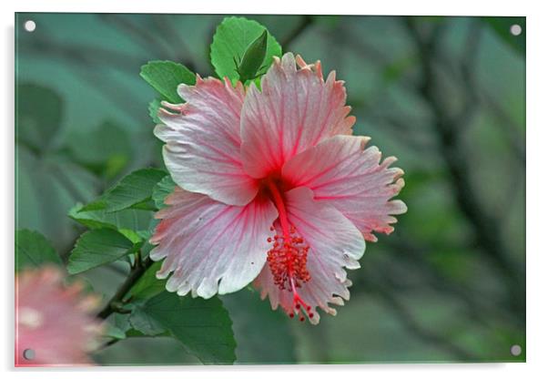 Pink Hibiscus Acrylic by Tony Murtagh