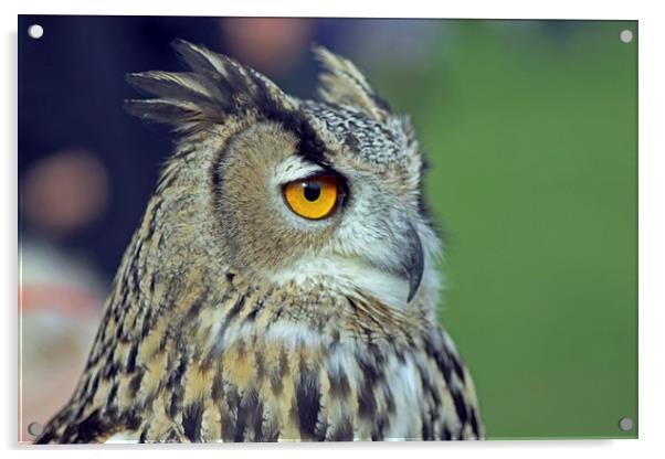 European Eagle Owl Acrylic by Tony Murtagh