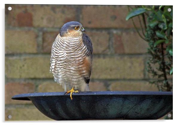 Sparrowhawk Acrylic by Tony Murtagh