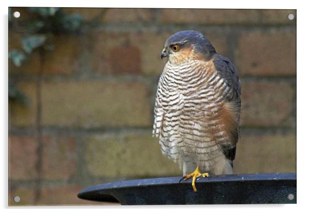 Sparrowhawk on Birdbath Acrylic by Tony Murtagh