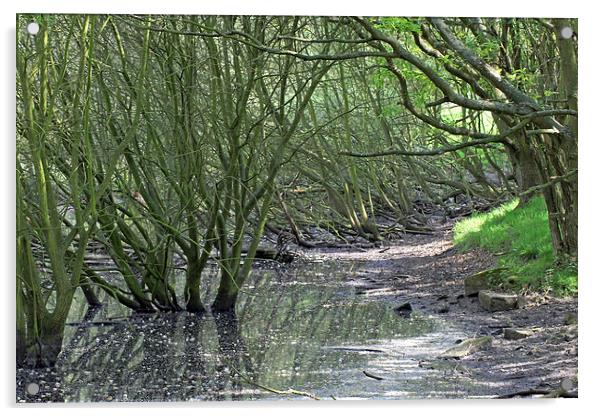 Woodland Pond Acrylic by Tony Murtagh