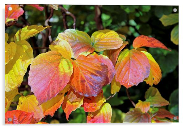  Autumn Leaves Acrylic by Tony Murtagh
