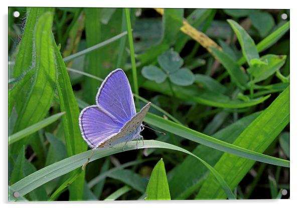 Silver-Studded Blue butterfly   Acrylic by Tony Murtagh