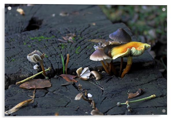 Mushrooms on a Bench Acrylic by Tony Murtagh