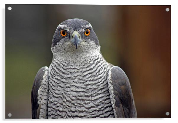 Sparrowhawk   Acrylic by Tony Murtagh