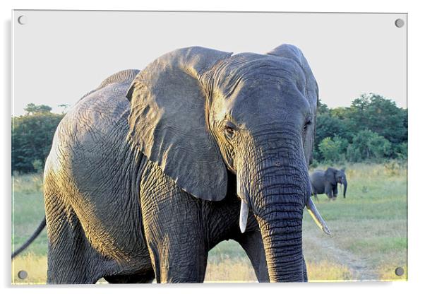  Presidential Elephant Acrylic by Tony Murtagh