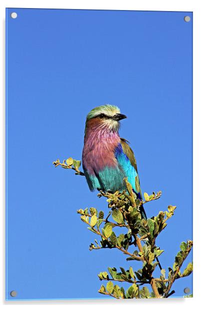 Lilac Breasted Roller Acrylic by Tony Murtagh