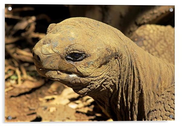  Seychelles Tortoise Acrylic by Tony Murtagh