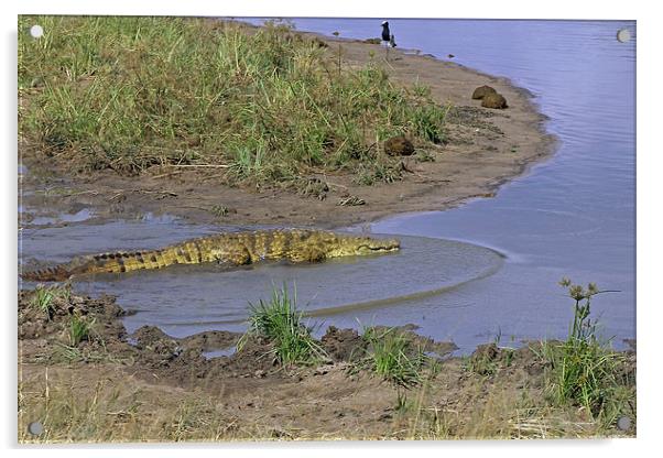 Crocodile   Acrylic by Tony Murtagh