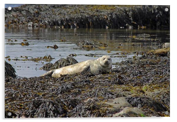 Harbour Seal Acrylic by Tony Murtagh