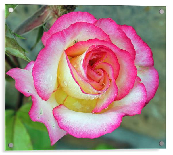 Garden Rose  Acrylic by Tony Murtagh